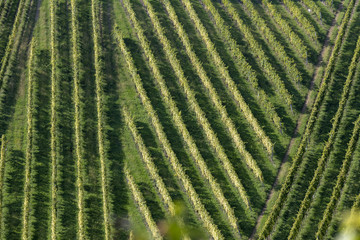 Wall Mural - scenery vineyard along the south Styrian vine route named suedsteirische weinstrasse in Austria in autumn, Europe