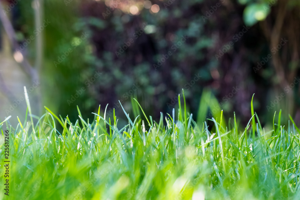 Grass in the garden, in sunlight. Closeup of a green lawn. Wet grass in the morning light. Close up macro of green grass field. Grass texture, with selective focus blur and background bokeh.