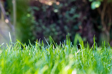 Grass in the garden, in sunlight. Closeup of a green lawn. Wet grass in the morning light. Close up macro of green grass field. Grass texture, with selective focus blur and background bokeh.