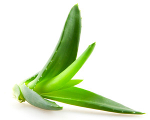 Poster - Aloe vera plant isolated on white background