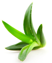 Poster - Aloe vera plant isolated on white background