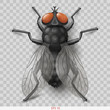 Realistic insect fly. 3D vector graphics. Transparent shadow