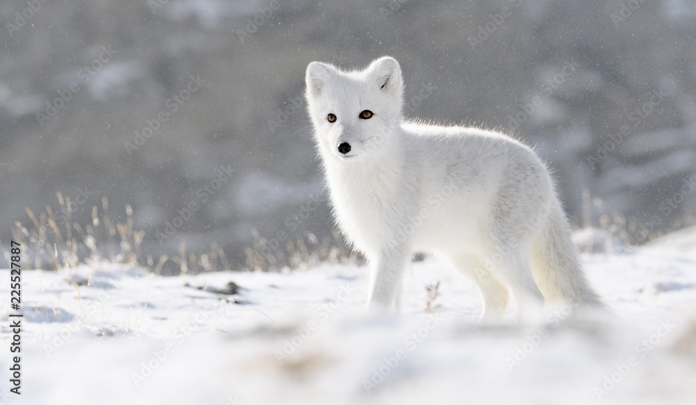 Arctic fox cub (Vulpes lagopus) in autumn snow in Dovre mountains, Norway - obrazy, fototapety, plakaty 
