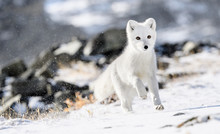 Arctic Fox Cub (Vulpes Lagopus) In Autumn Snow In Dovre Mountains, Norway