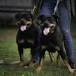 Big strong Rottweiler dog pulls the leash in the outdoors, workout strength and endurance. 