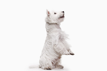 the west highland terrier dog in front of white studio background