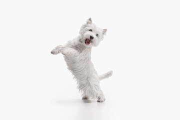 the west highland terrier dog in front of white studio background
