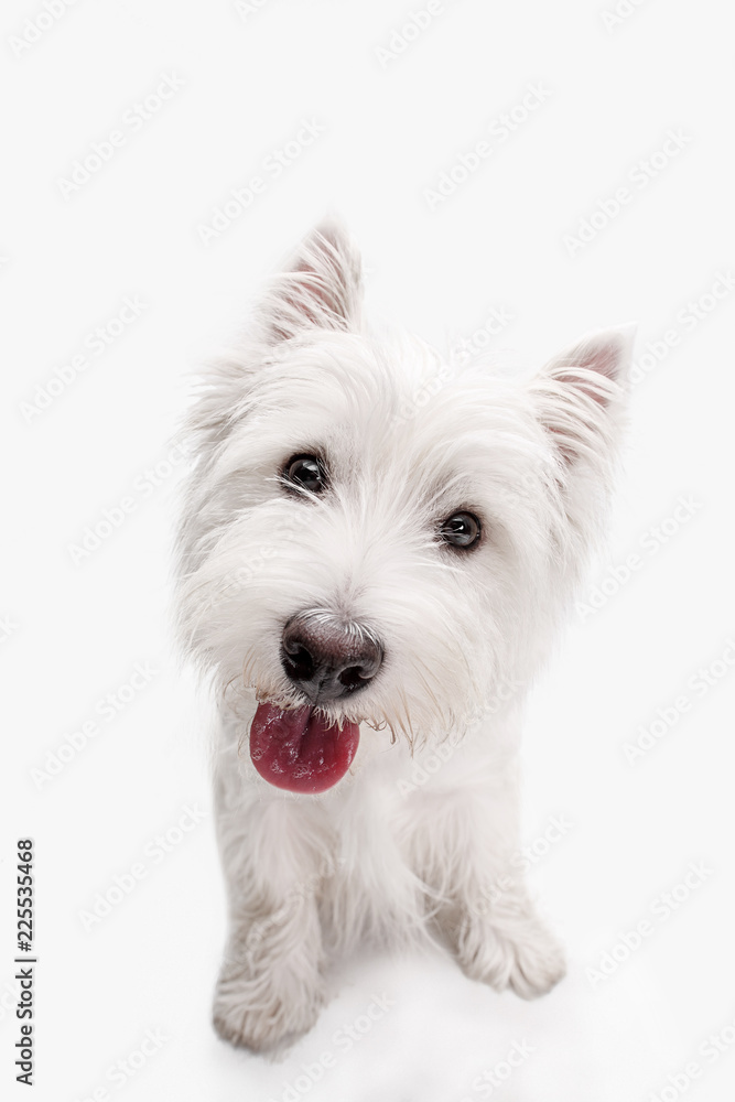 The west highland terrier dog in front of white studio background - obrazy, fototapety, plakaty 
