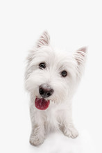 The West Highland Terrier Dog In Front Of White Studio Background