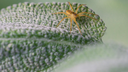 Spider on Fuzzy Leaf