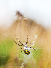 Wasp spider in her net