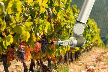 Poster - The robot arm is working in the vineyard. Smart farming and digital agriculture.