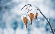 Dry Leaves Covered With Snow And Frost, On A Light Blue Blurry Background_