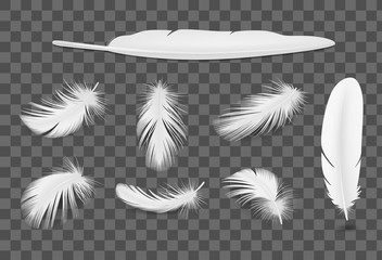 Poster - White Feathers Transparent Set