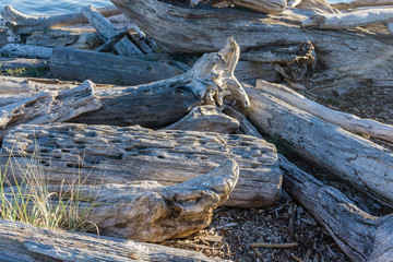 Wall Mural - Coastline Driftwood Macro