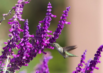 One female Annas Hummingbird flying hoovering drinking nectar from Salvia leucantha flowers, know as Mexican bush sage. Anna's is the only North American hummingbird species with a red crown.