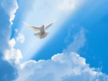 White Dove Flying In The Sun Rays Among The Clouds