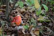 Fly agaric mushroom in the autumn forest