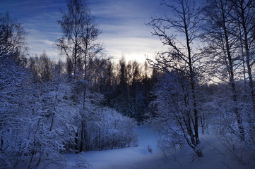 Wall Mural - Winter nature scenery