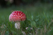 bright red toadstool
