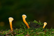 Three young Chantarelles, Cantharellus cibarius, growing in moss