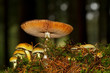 Group of Sulphur tuft mushrooms and a bigger one, probably a Milkcap, in a dark forest, pine needles and moss.