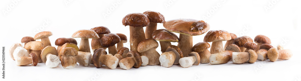 Group boletus mushroom isolated on white background - obrazy, fototapety, plakaty 
