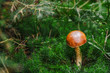 Cute penny bun mushroom is growing in the grass. The beautiful small brown cap of a cep is in the focus. It is vegetarian diet food. The mushroom grows in Ukrainian Carpathian Mountains in the forest.