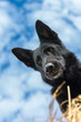 Pies, czarny owczarek niemiecki, portret na tle niebieskiego nieba