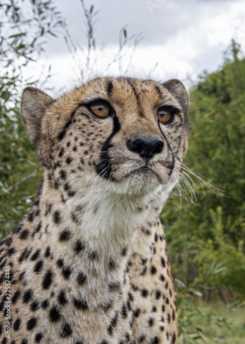 Fotografie, Obraz UK, Hamerton Zoo - 17 Aug 2018: Cheetah in captivity, portrait