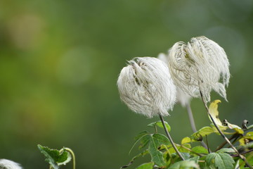 Wall Mural - dandelion