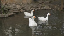 White Geese Swim In A Lake On A Farm. Water Birds.