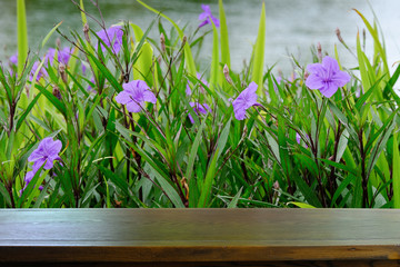 Top surface of wooden table with Ruellia tuberosa, Acanthaceae , Ruellia squarrosa in background for display or montage your products..