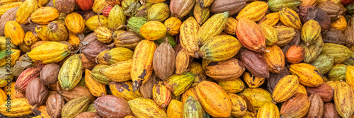 Fotografía Cacao pods in Sao Tome and Principe, heap of pods of cocoa drying