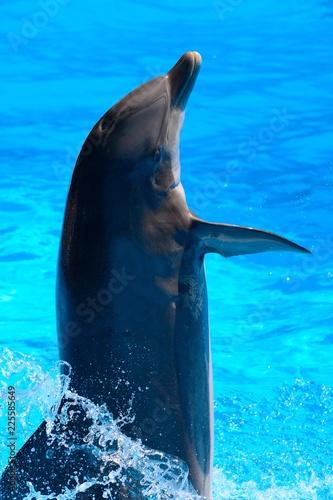 Fotografía Close up of a dolphin performing in a dolphin show