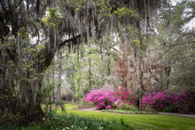 Magnolia Plantation & Gardens. Charleston, South Carolina, USA