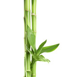 Fototapeta Sypialnia - Green bamboo stems with leaves on white background