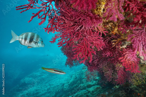 Photographie Red gorgonian soft coral, Paramuricea clavata, with fish underwater in the Medit