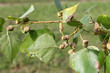 Poplar spiral gall aphid or Pemphigus spyrothecae on leaf petiole of Populus nigra (Black poplar)