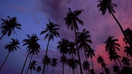 Wall Mural - Silhouette of coconut palm tree at sunset on tropical beach