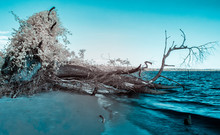 An Uprooted Tree Sits In The James River Near Williamsburg Virginia Photographed In Infrared Producing Unusual Colors