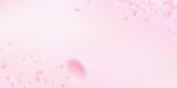 Fototapeta Mapy - Sakura petals falling down. Romantic pink flowers corners. Flying petals on pink wide background. Lo