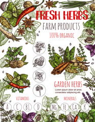 Wall Mural - Herbs sketch poster with condiments and seasoning