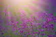 Purple grass flower in the rays of sunlight in summer meadow field with soft focus and blur style for background
