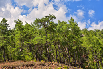  beautiful fluffy green relict pines on the mountainside, the land of a reddish shade covered with fallen singing, against the blue sky covered with clouds