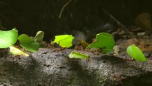 Slow Motion Shot Of Leaf Cutter Ants (Atta Sp.) Carrying Pieces Of Leaves Along A Branch In The Rainforest, Ecuador.