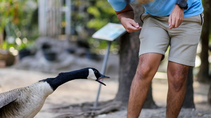 Man was attack by goose bird and he try to Dodge