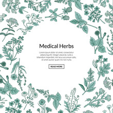 Vector Hand Drawn Medical Herbs Background With Place For Text Illustration. Herb Plant Aromatic, Botany Aroma, Healthy And Freshness Flora