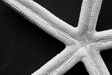 Black And White Close Up Picture Of A Starfish On A Dark Background, Selective Focus.