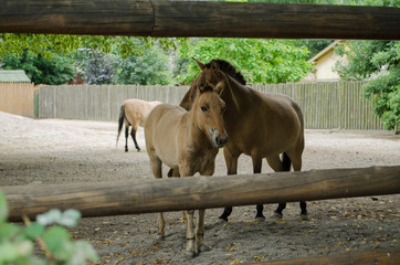 Przewalski s horses mother and son in the zoo in Kiev.